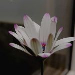 دانلود آهنگ جدید آرن ﺷﺪم ﻋﺎﺷﻖ ﺳﺎدﮔﻴﺎت